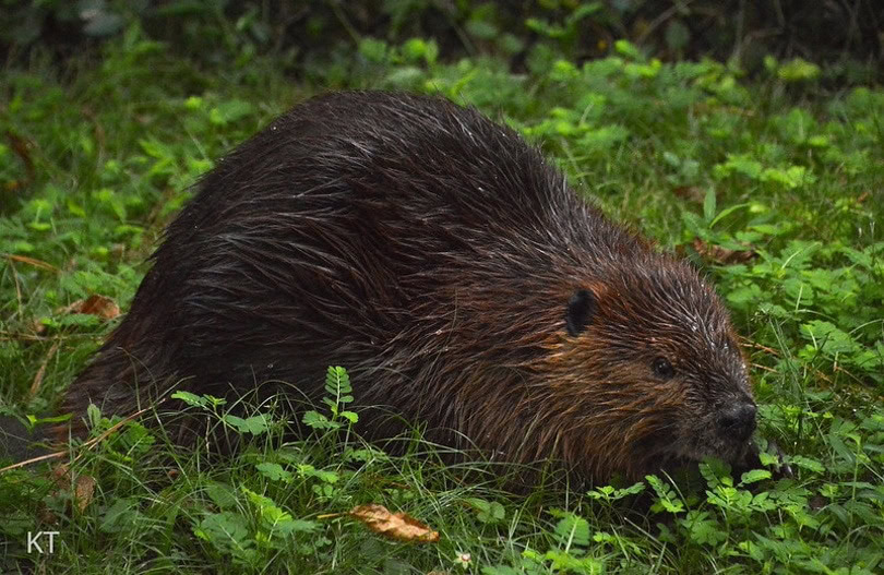 North American Beaver