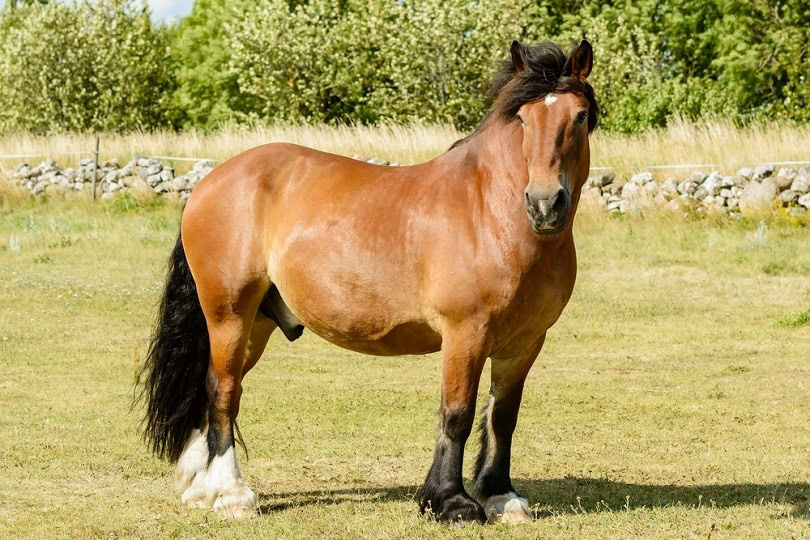 horse_lmfoto_shutterstock