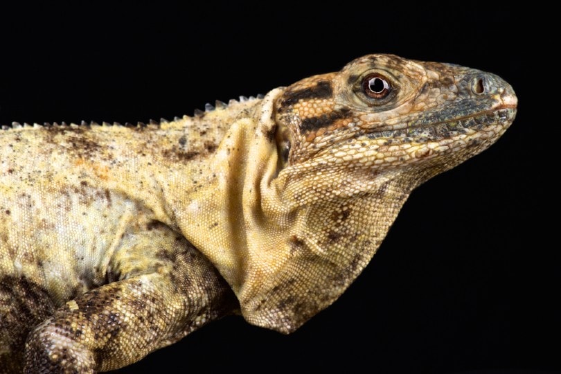 Northeastern Spiny Tail Iguana