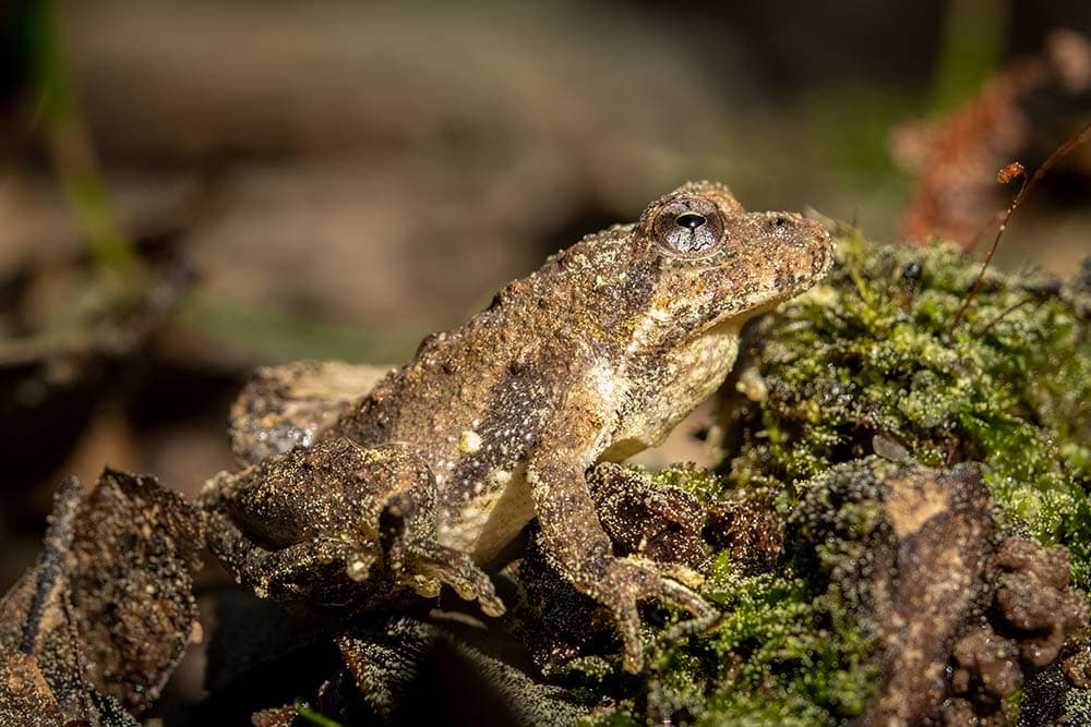 Northern Cricket Frog
