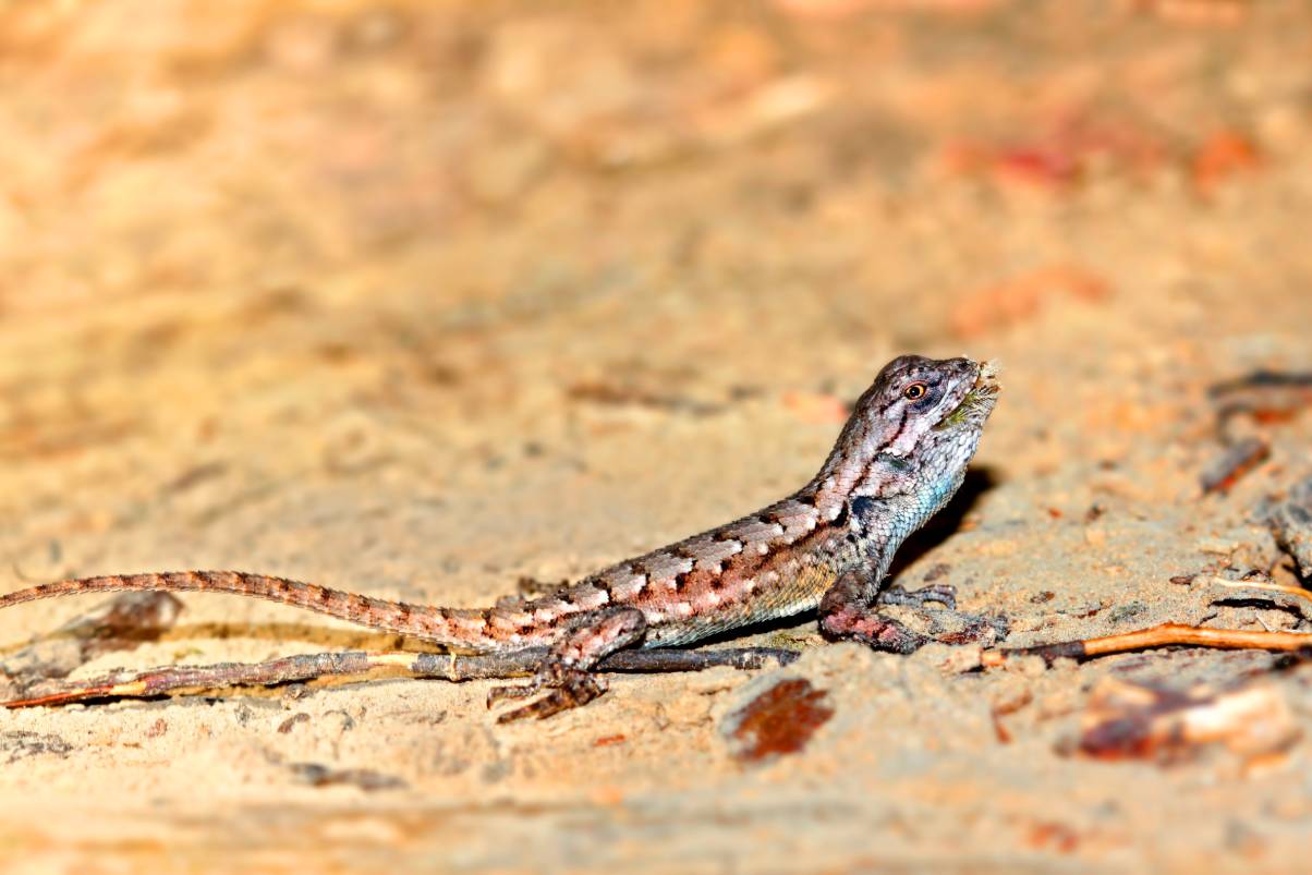 Northern Fence Lizard side view_Jason Patrick Ross_Shutterstock
