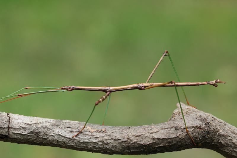 Northern Walking Stick (Diapheromera femorata)