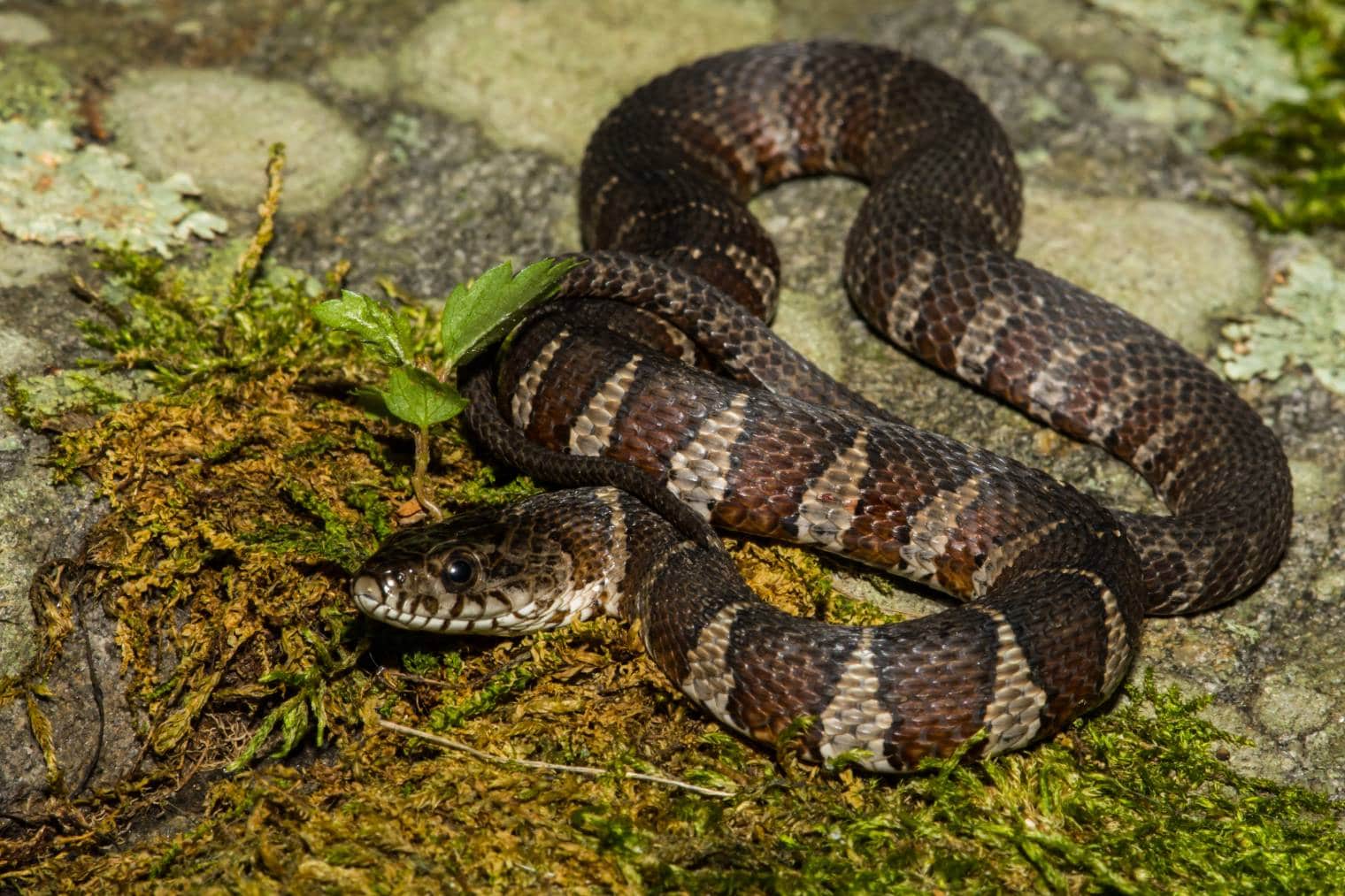 Northern Water Snake_ Jay Ondreicka_Shutterstock