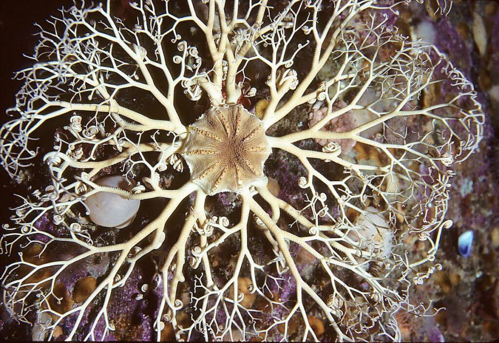 Northern basket star, Gorgonocephalus arcticus, off Cape St Francis, Newfoundland, Canada (21349603975)