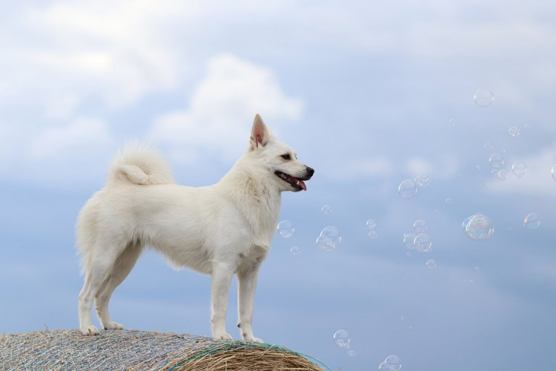 Norwegian Buhund