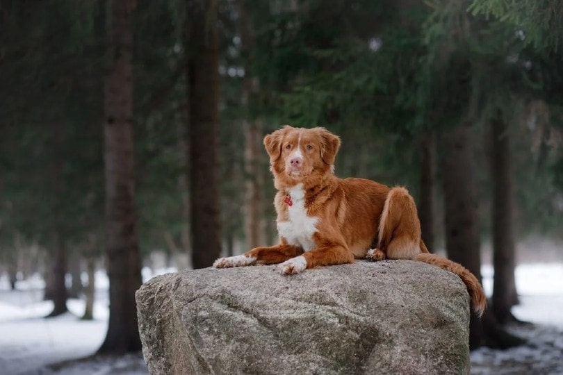 Nova Scotia Duck Tolling Retriever sitting on rock