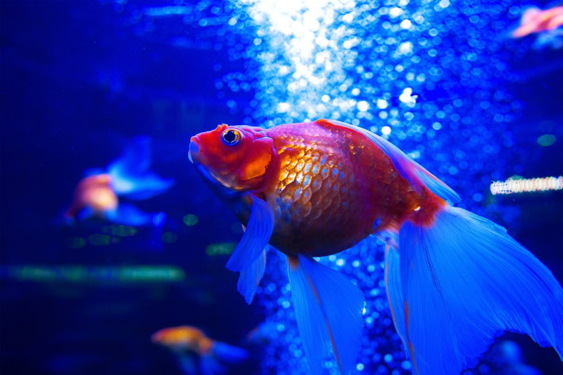 Nymph goldfish in the water