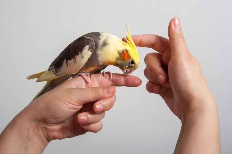 Nymphicus hollandicus_Drozhzhinaa Elena_shutterstock