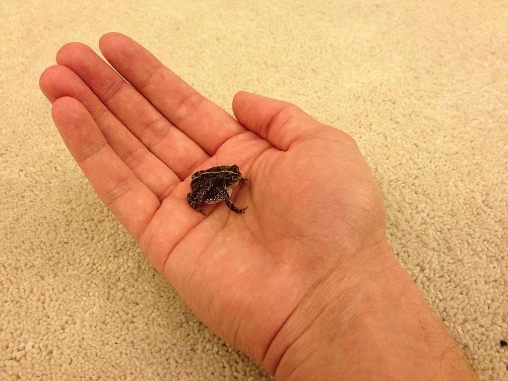 Oak toad viewed in hand