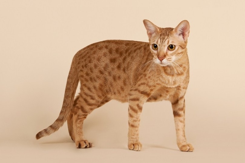 Ocicat