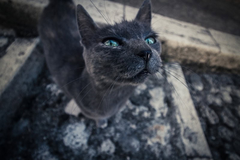 Ojos Azules