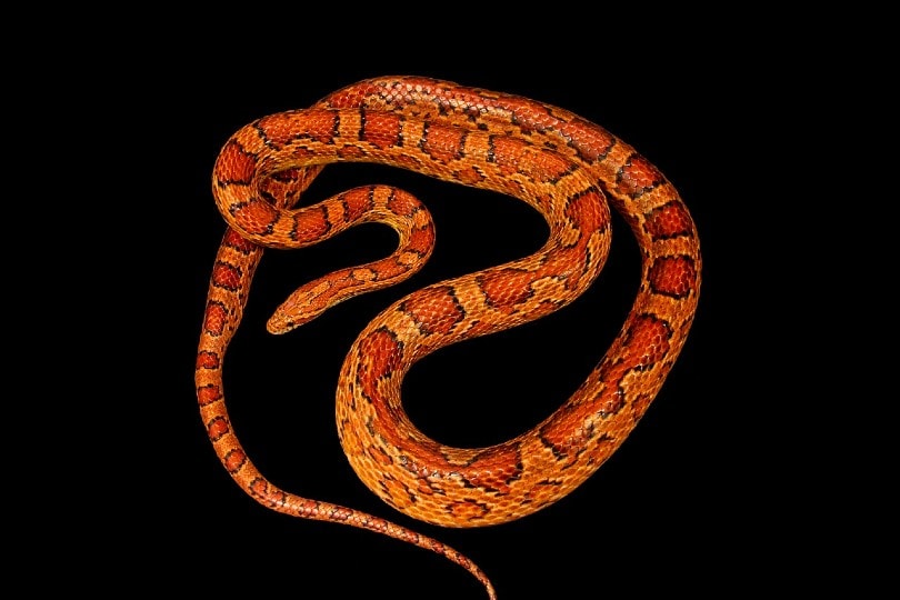 Okeetee Corn Snake