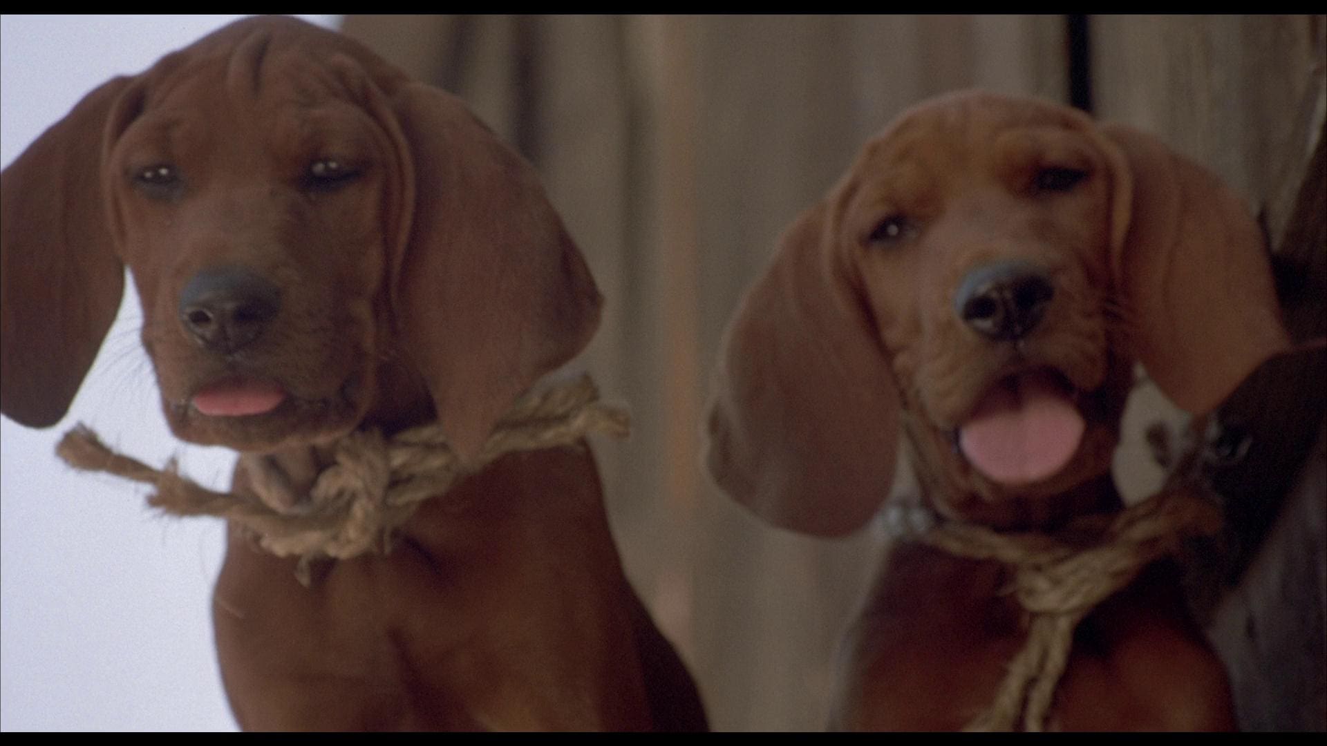 Old Dan and Little Ann from the movie Where the Red Fern Grows