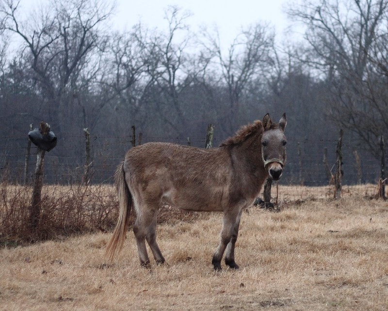 Old hinny in Oklahoma