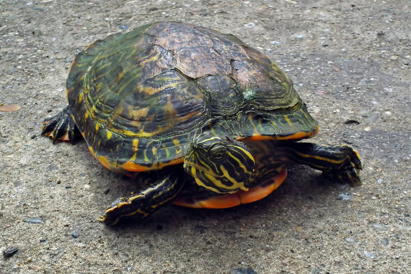 Old turtle shedding its shell