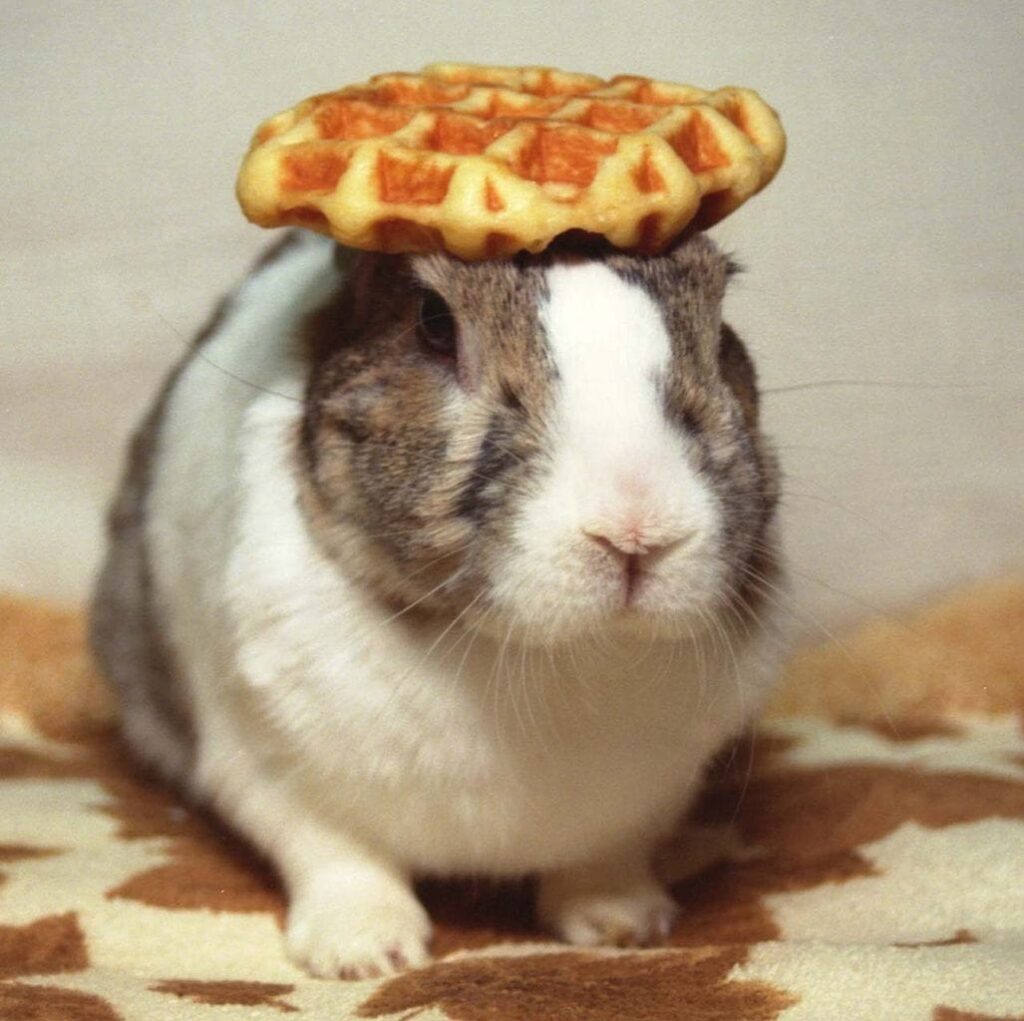 Oolong the Rabbit's last performance