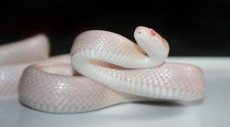 Opal Corn Snake