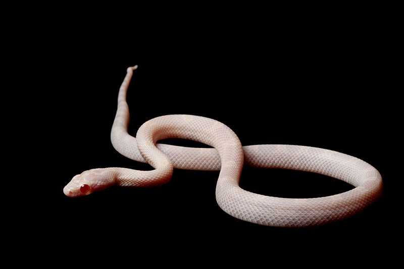 opal corn snake