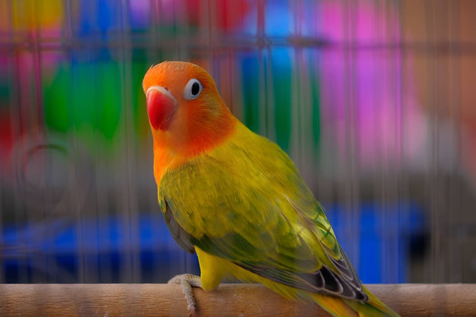 Opaline Lovebird