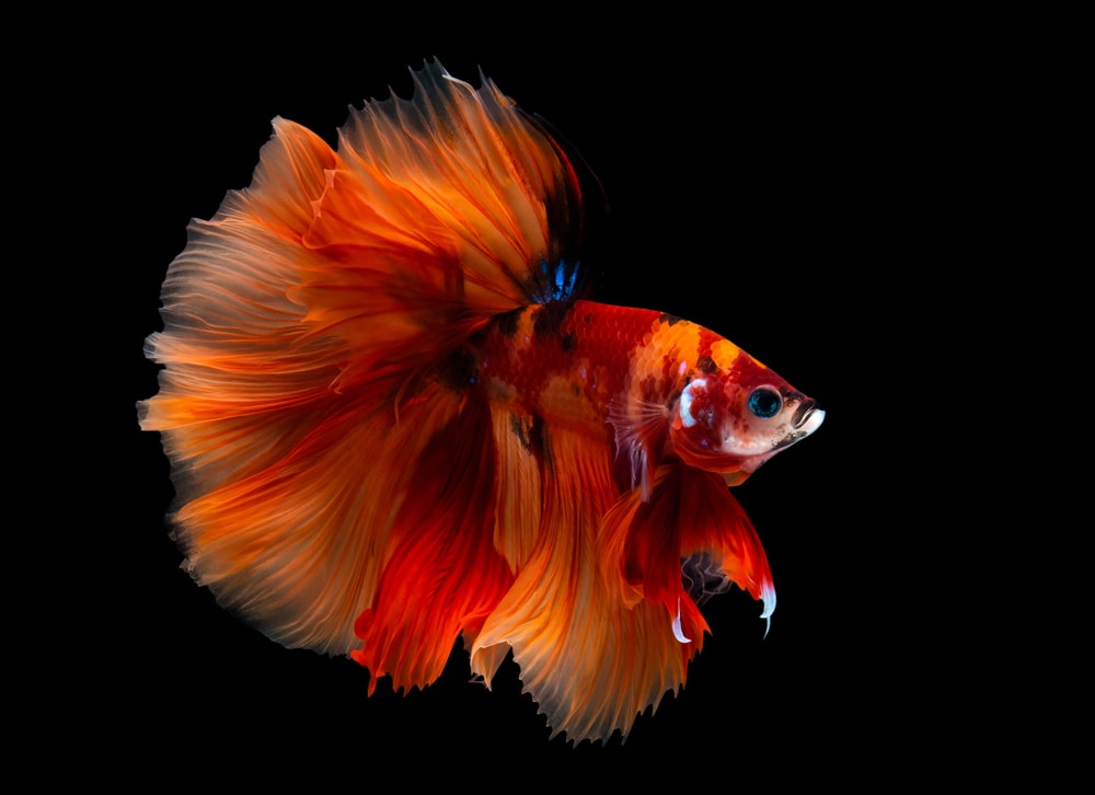 Orange Dalmatian Betta