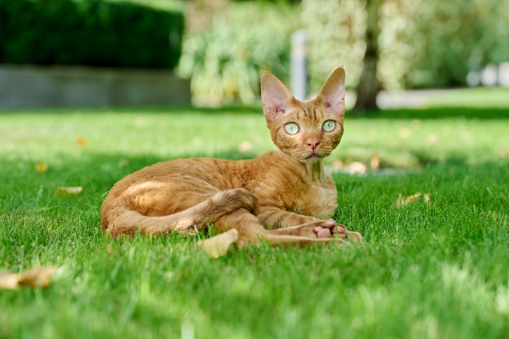 Orange Devon Rex laying in the grass