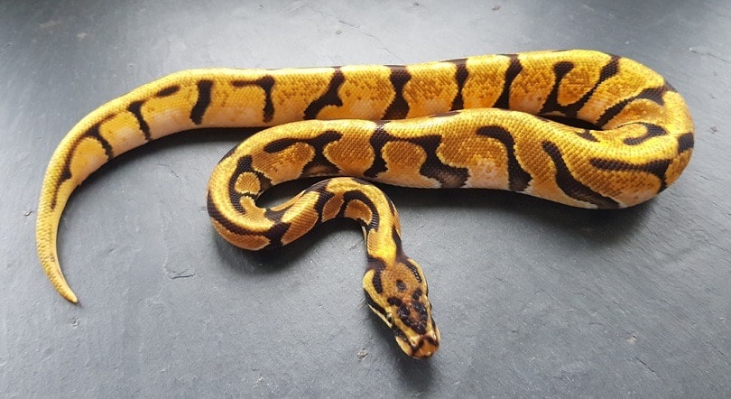 Orange Dream Spotnose Fire Ball Python_Deb Davis_shutterstock