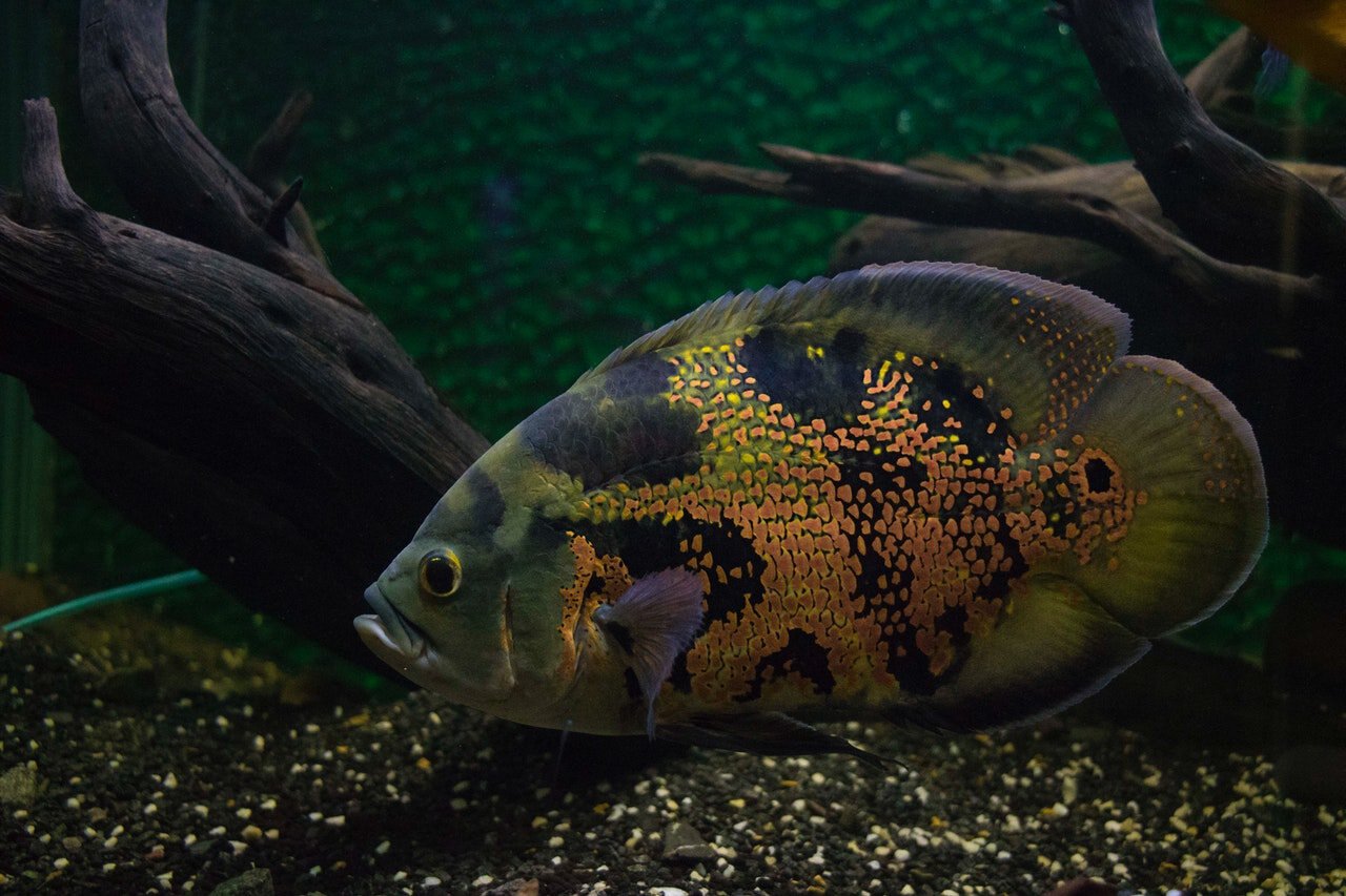 Orange and Gray Oscar Fish