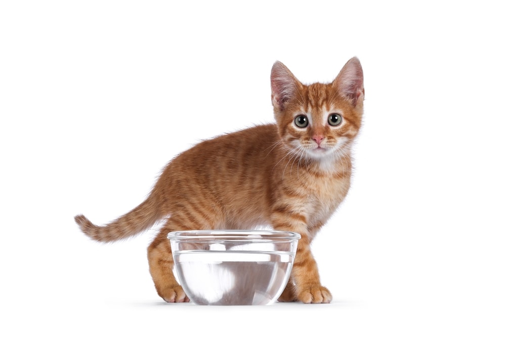Orange tabby kitten standing behind of a water bowl