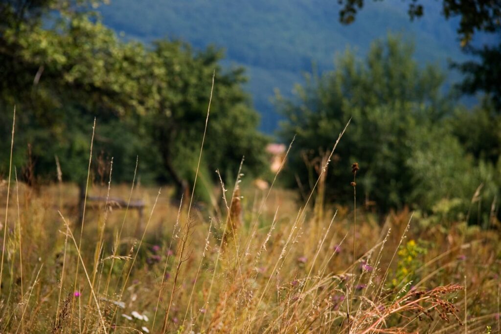 Orchard Grass