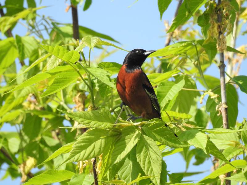 Orchard Oriole