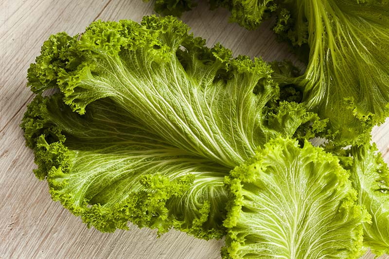 Organic Raw Mustard Greens