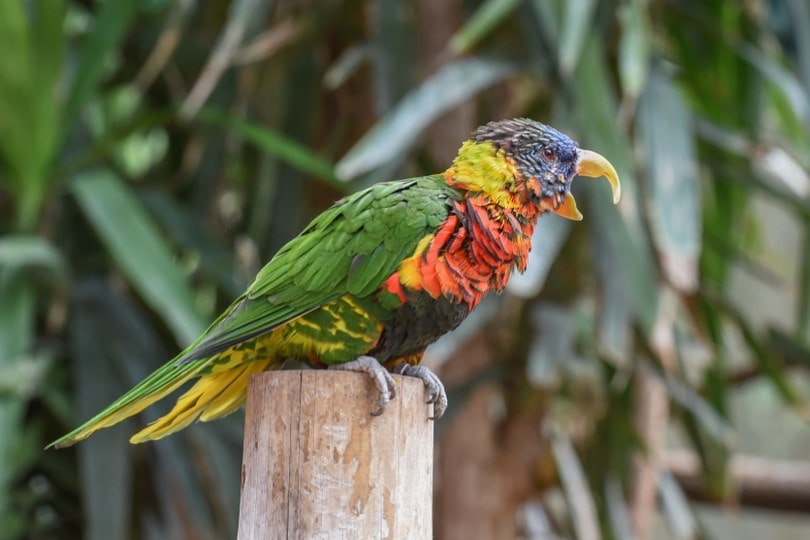 Ornate Lorikeet