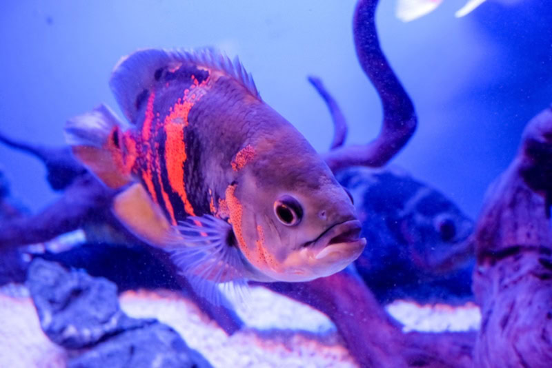 Oscar fish in aquarium