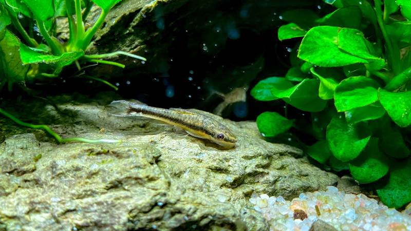 Otocinclus affinis in aquarium