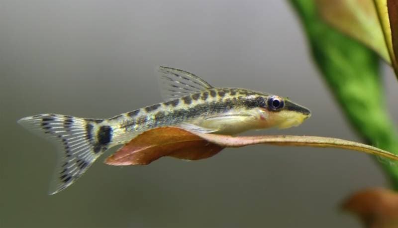 Otocinclus in planted aquarium