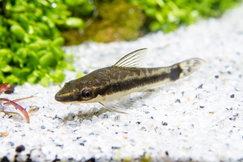 Otocinclus macrospilus laid down on the sand