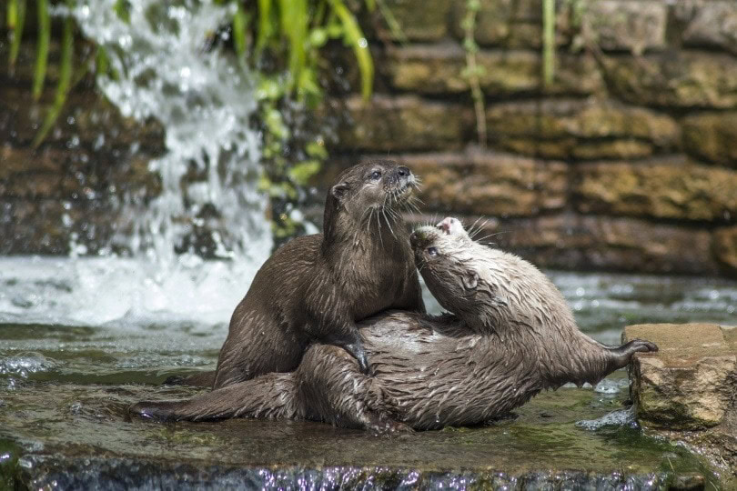 Otters