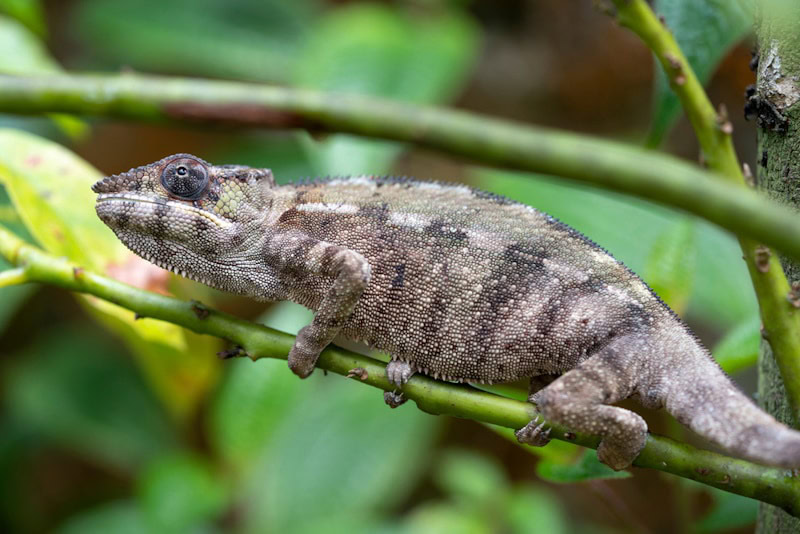Oustalets Chameleon on a tree