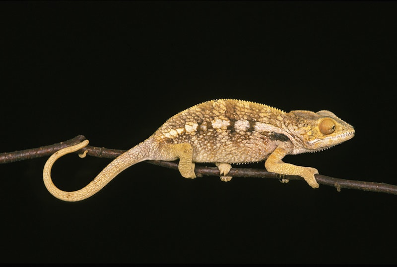 Oustalets Chameleon on black background