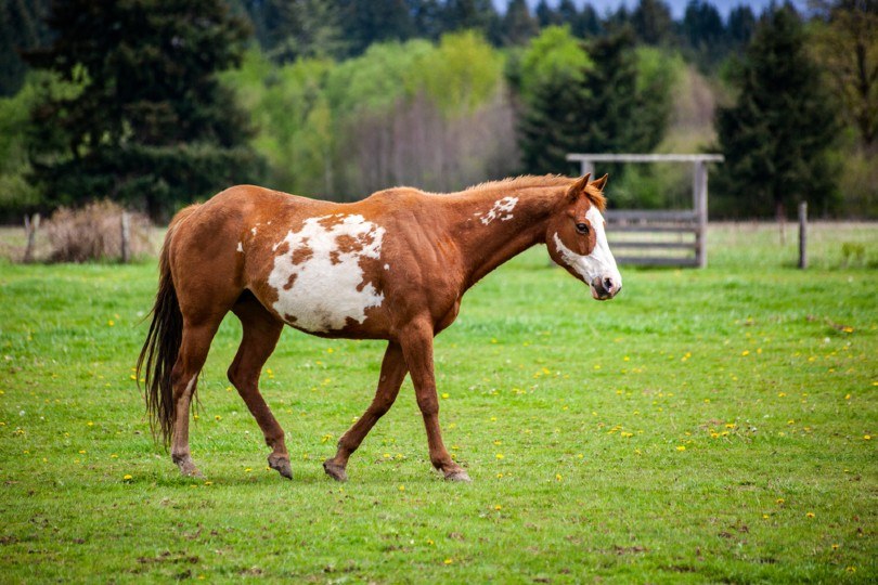 Overo patterned horse