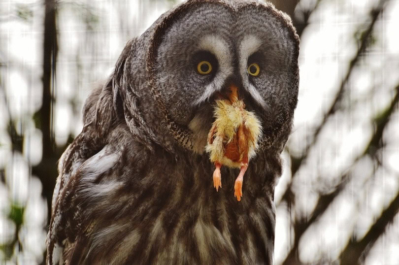 Owl eating_Alexas_fotos_Pixabay