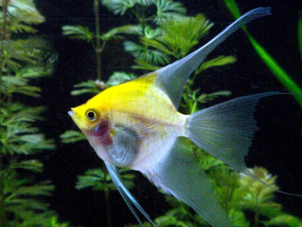 Blushing Angelfish