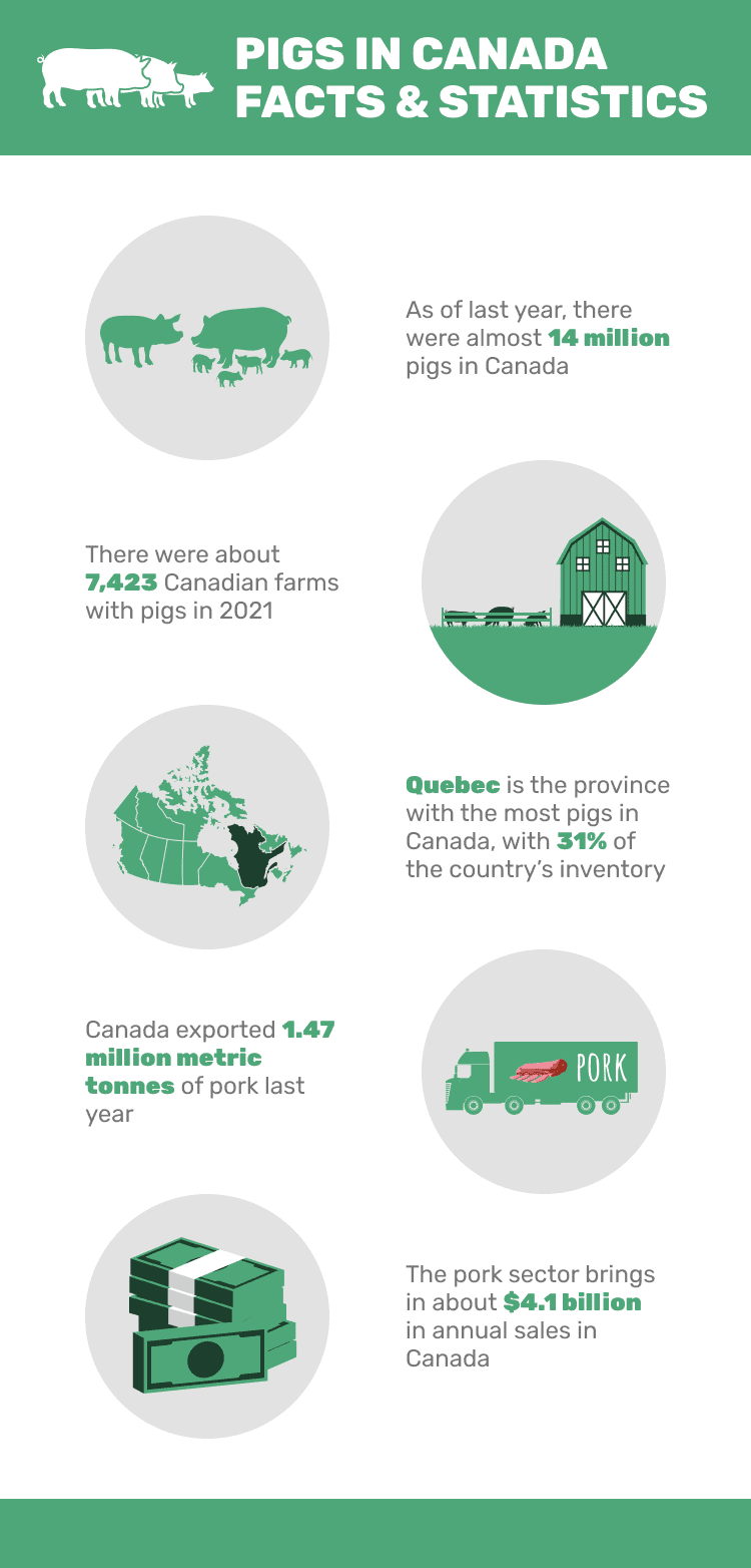 PIGS_IN_CANADA_FACTS_&_STATISTICS