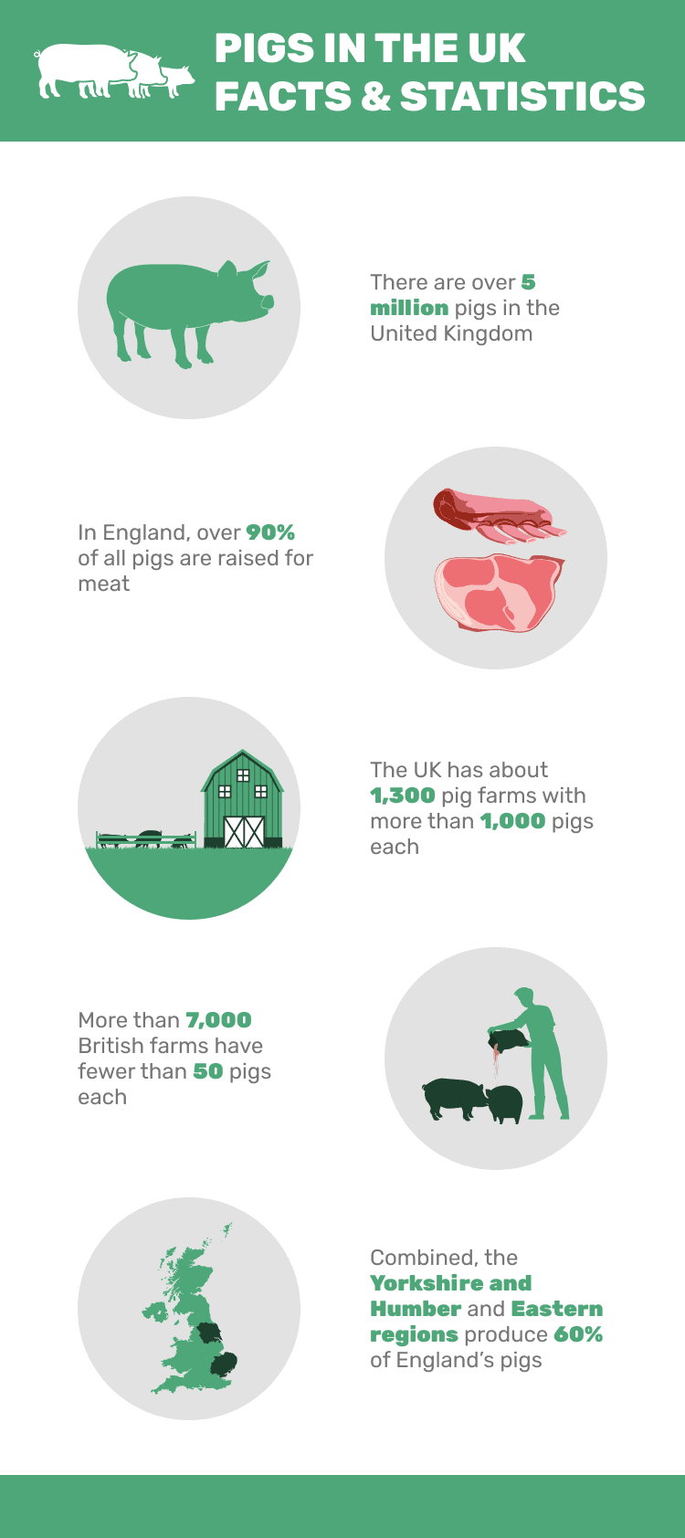 PIGS_IN_THE_UK_FACTS_&_STATISTICS