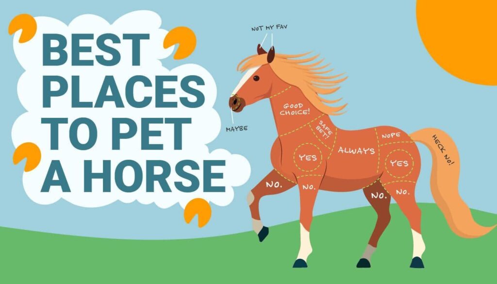 Best Places to Pet a Horse Infographic