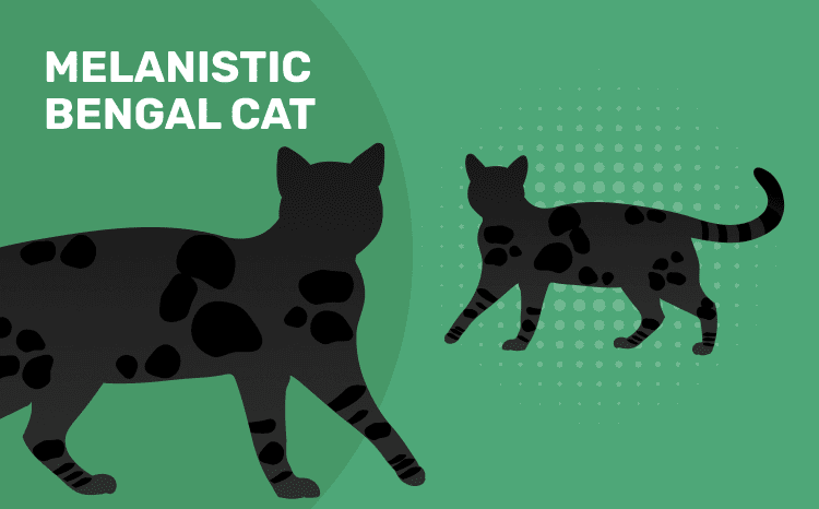 Black, melanistic Bengal cat