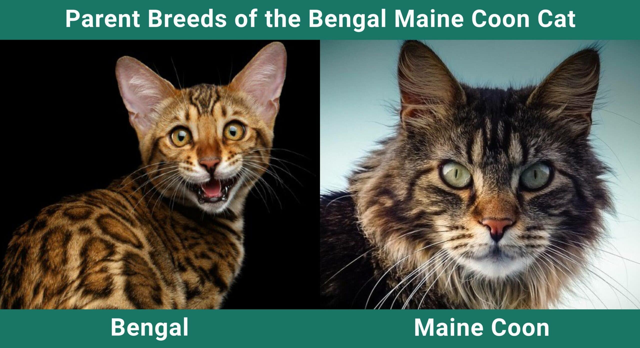parent_breed_-Bengal-Maine-Coon-Cat