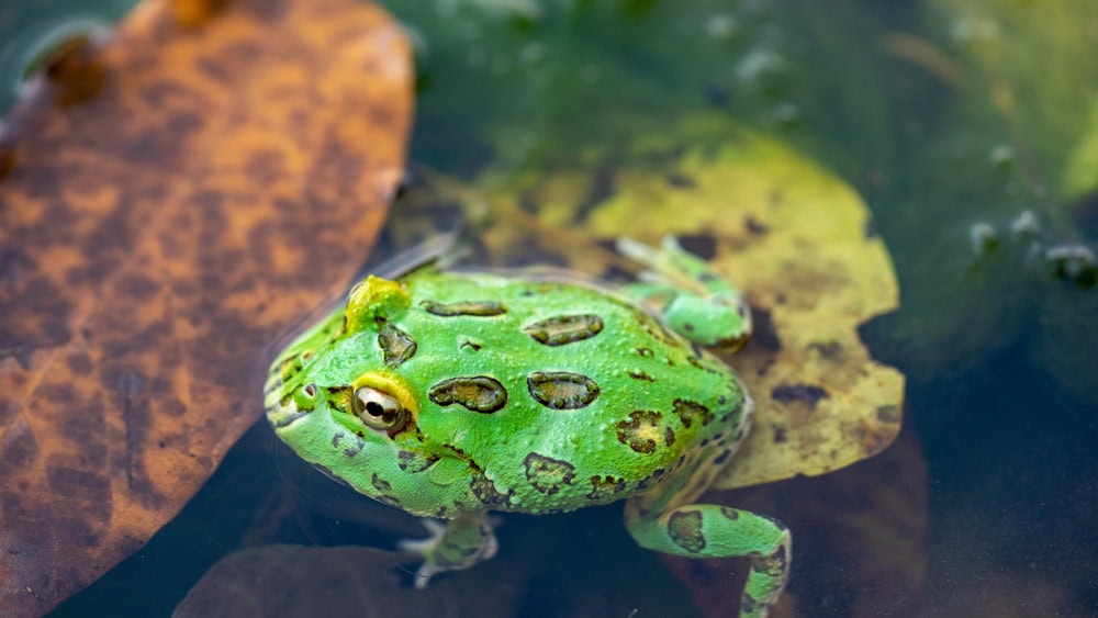Pacman frog