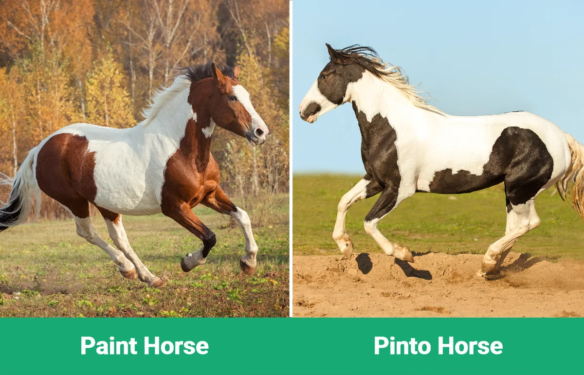 Paint Horse vs Pinto Horse - Visual Differences