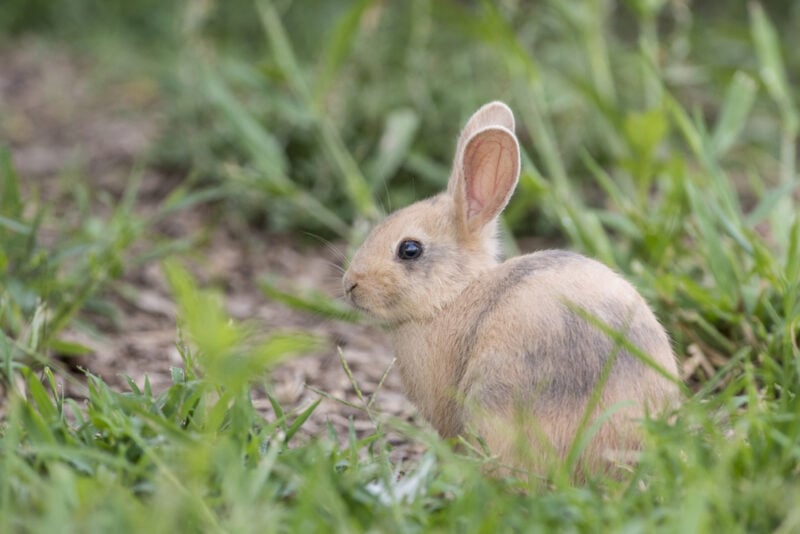 Palomino Rabbit